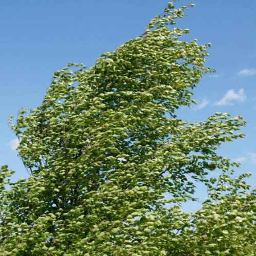 lime-green leaves on dark-brown branches