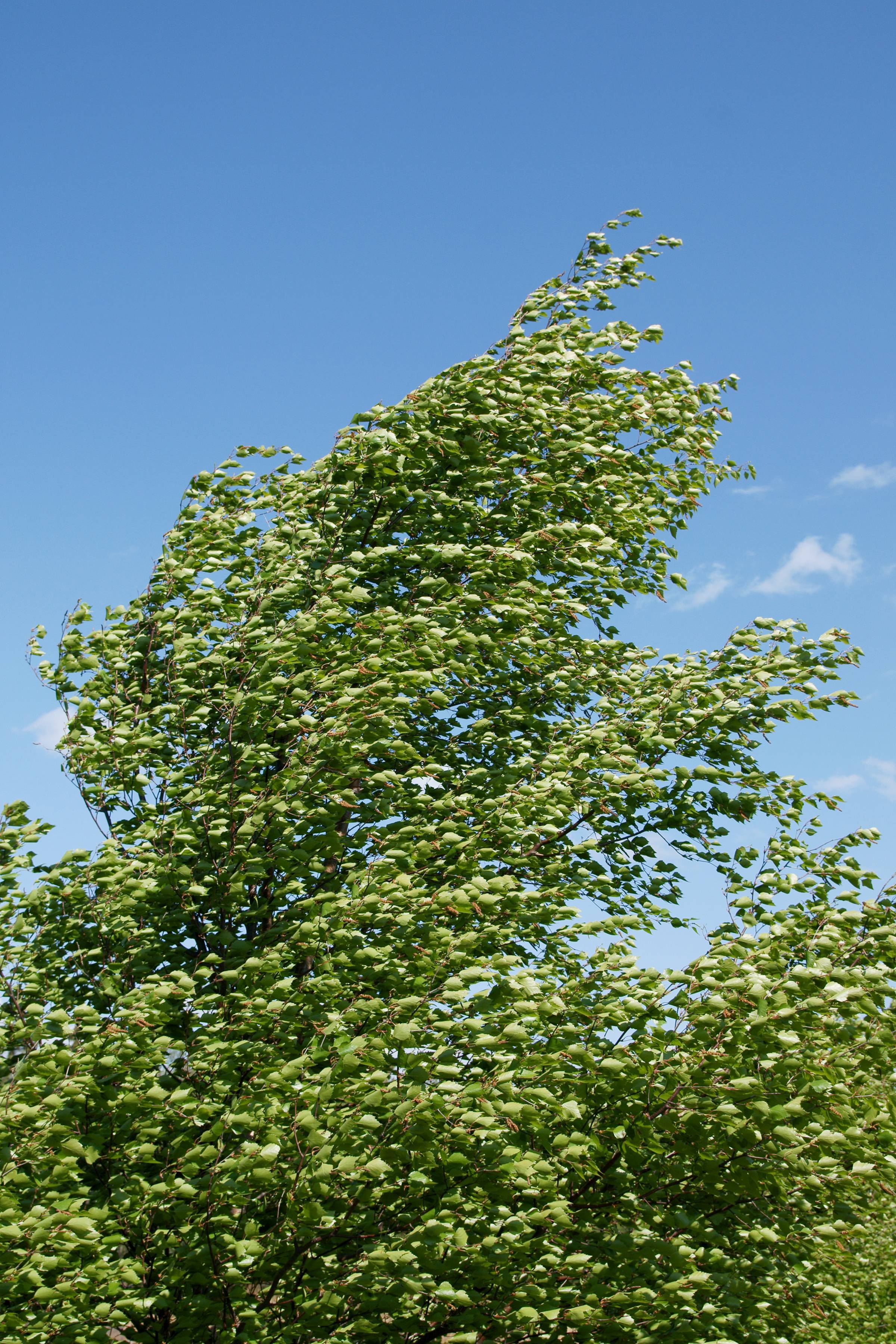 lime-green leaves on dark-brown branches