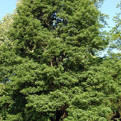 Green foliage.