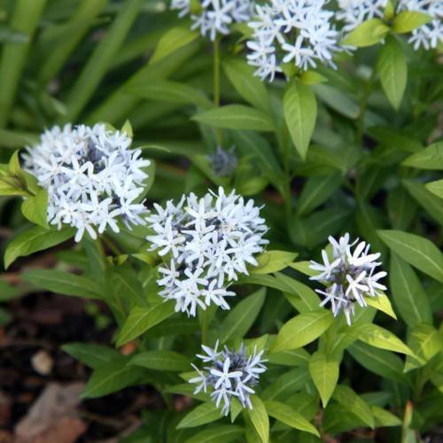 light-blue flowers with lime-green leaves and stems