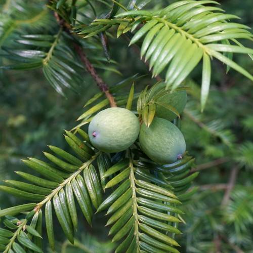 lime-green leaves with green fruits on brown branches