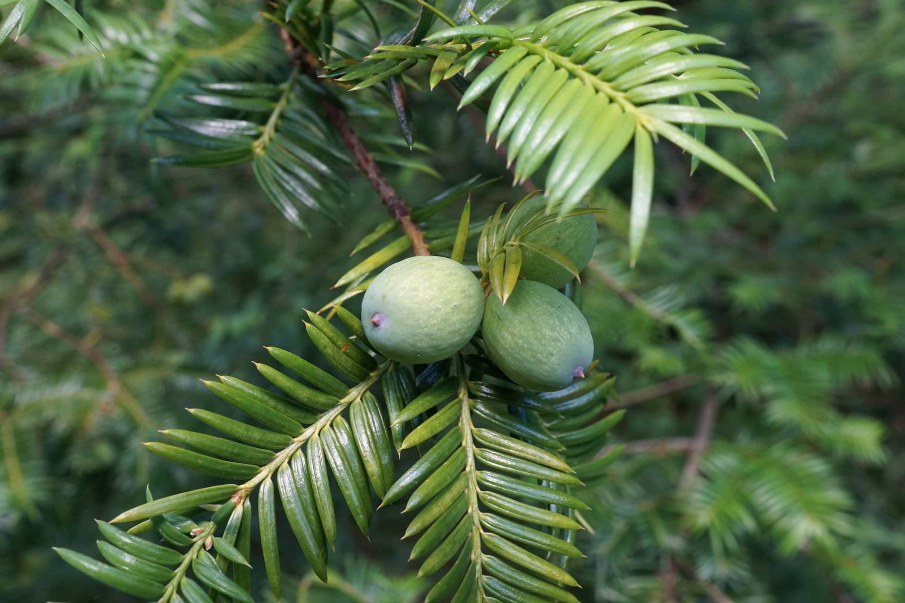 lime-green leaves with green fruits on brown branches