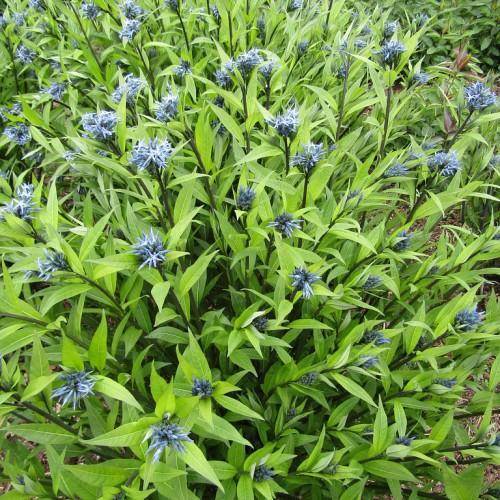 Narrow green leaves and blue flowers on green stems.
