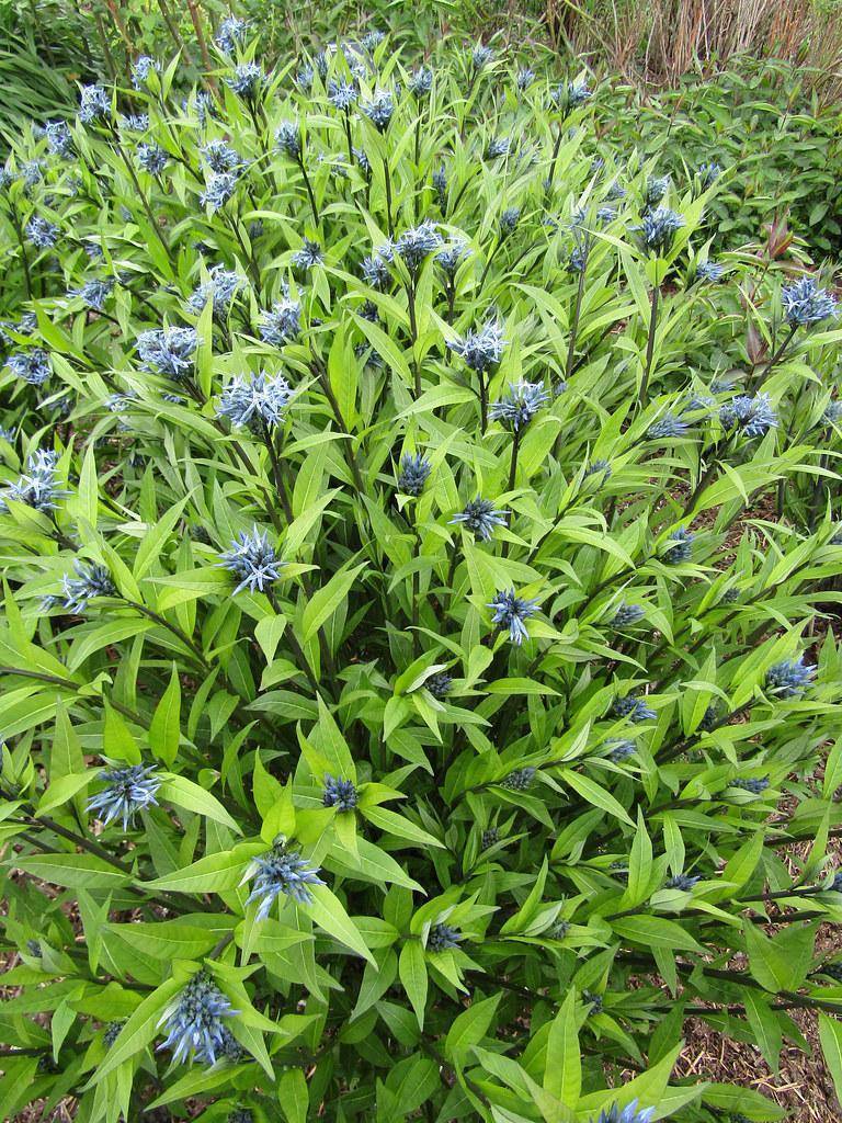 Narrow green leaves and blue flowers on green stems.