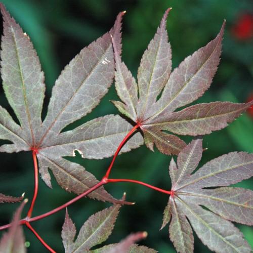 Beautiful combination of green-grey-purple leaves having bright red stems.
