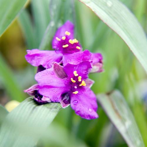 purple flowers with purple filaments, yellow anthers and green leaves