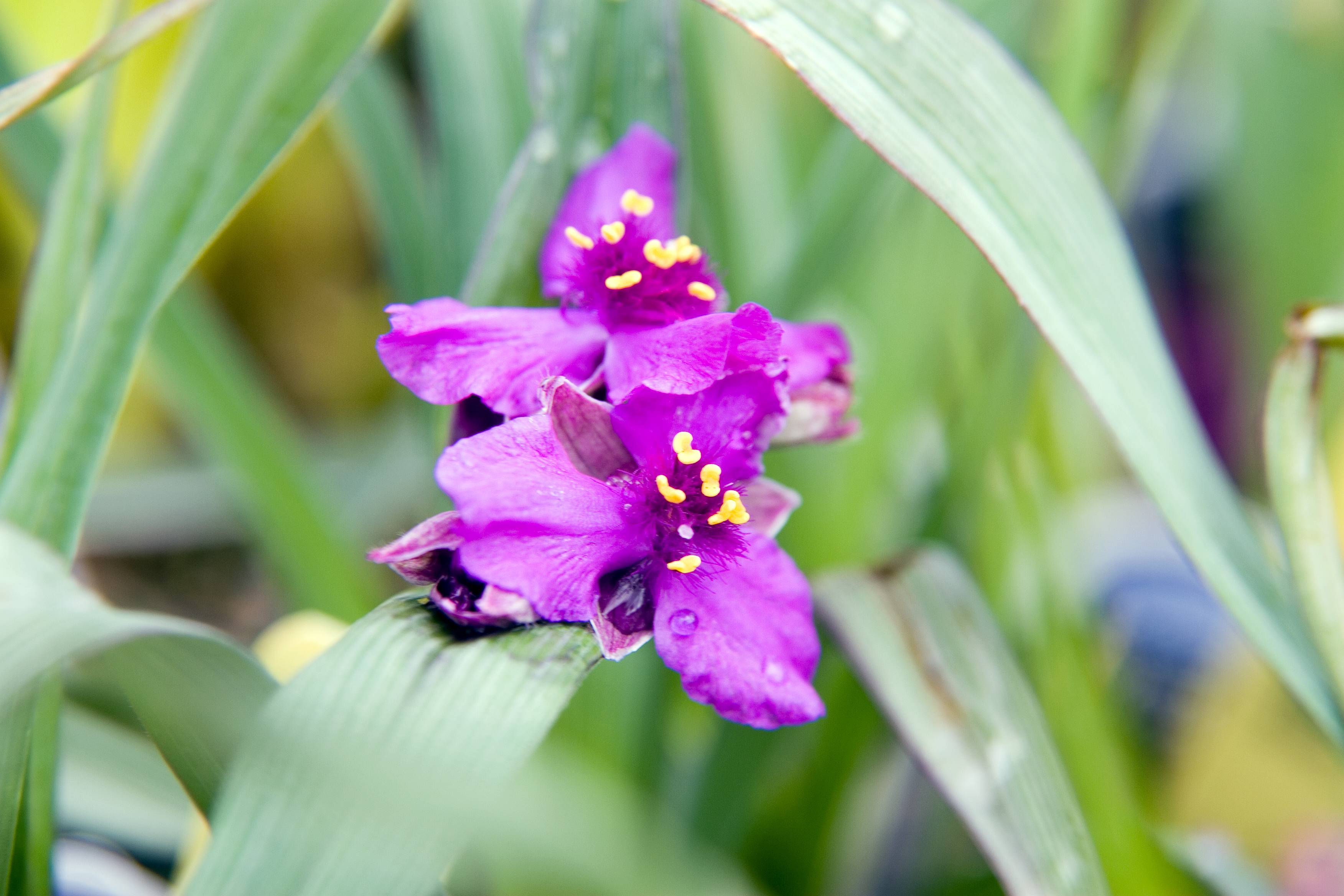 purple flowers with purple filaments, yellow anthers and green leaves