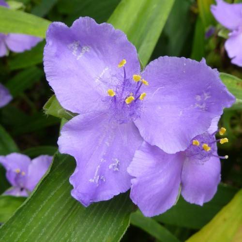 blue flowers with blue filaments, yellow anthers and lime-green leaves