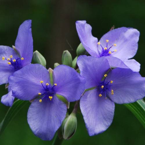 blue flowers with dark-blue filaments, yellow anthers, green buds and leaves