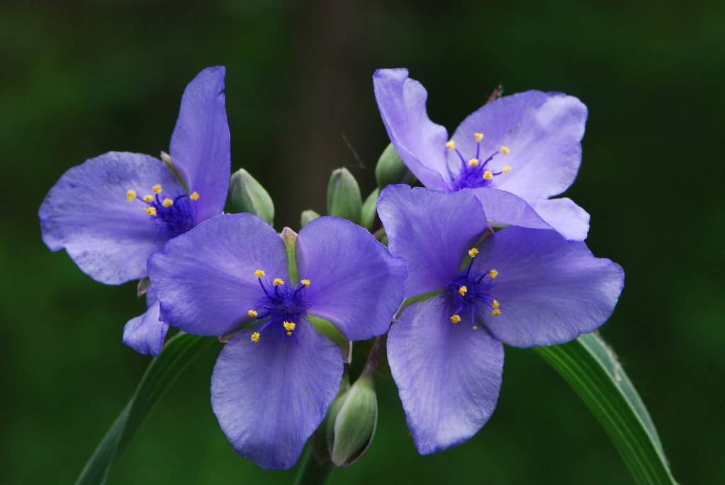 blue flowers with dark-blue filaments, yellow anthers, green buds and leaves