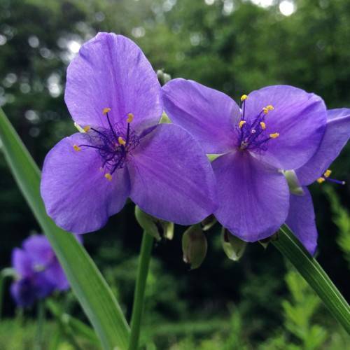 blue flowers with dark-blue filaments, yellow anthers, green buds, lime-green leaves and stems