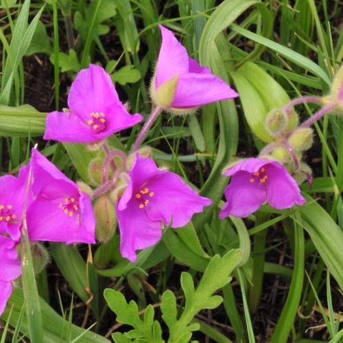 pink-purple flowers with pink filaments, yellow anthers, lime leaves, buds and pink stems