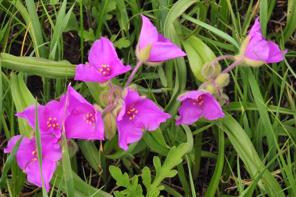 pink-purple flowers with pink filaments, yellow anthers, lime leaves, buds and pink stems