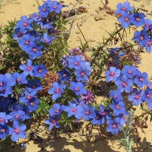 Vibrant blue flowers and dark green leaves on gray stems.