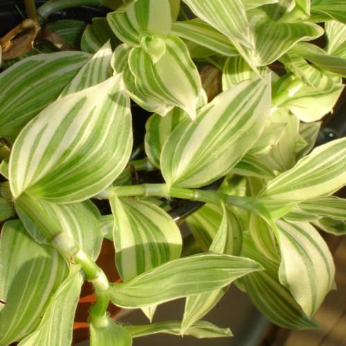 lime-yellow leaves on lime stems