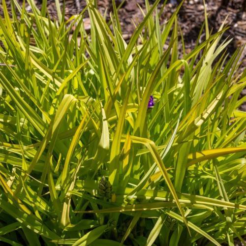 yellow-green leaves