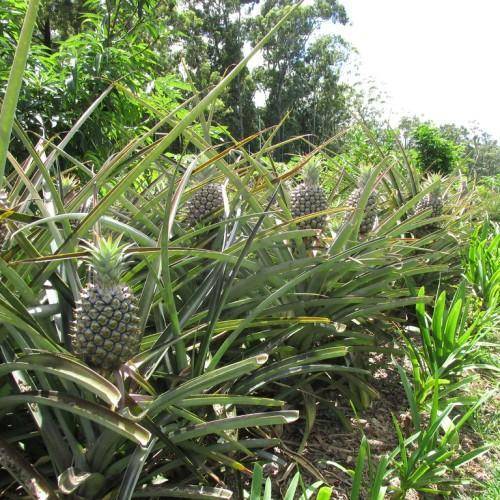 Spiky green leaves and yellow-green fruit on top.