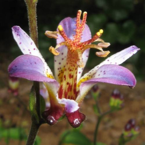 a purple-white flower with yellow-red stamens, green leaves on a red-green stem