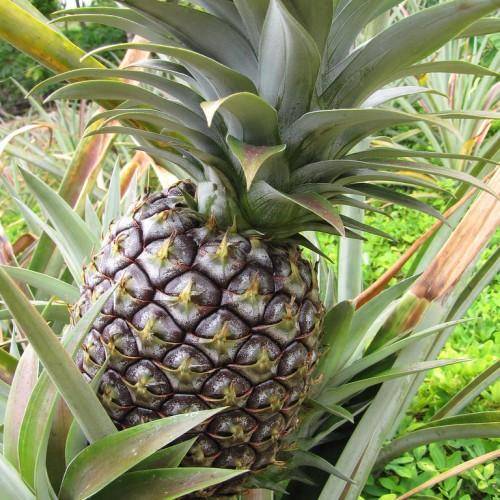 Green-yellow fruits with spiky green-yellow leaves.