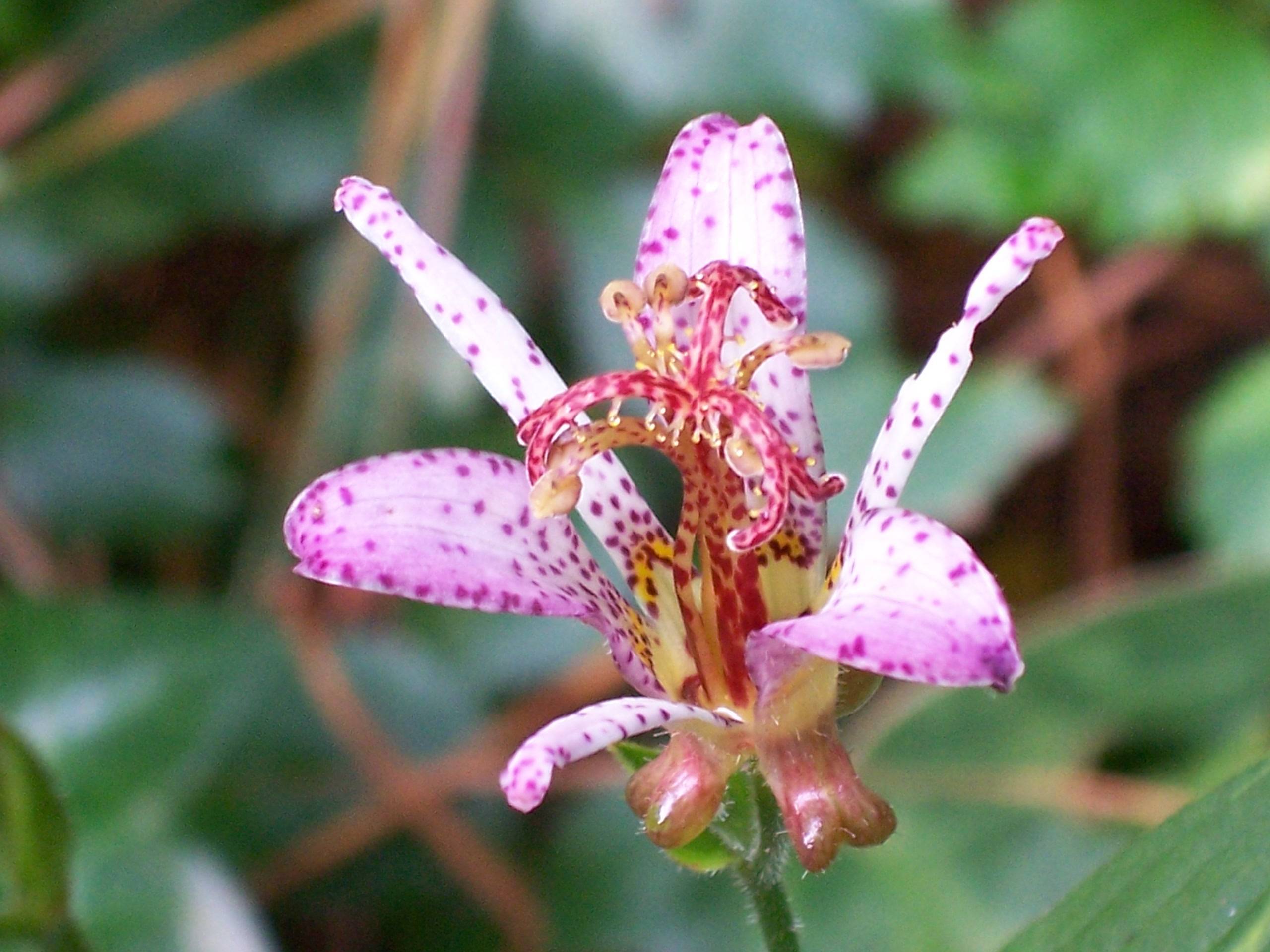 a purple-white flower with red-yellow stamens, green leaves and stem