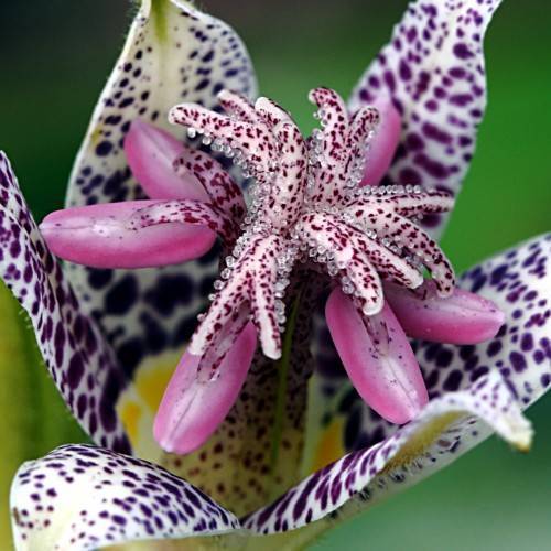a purple-white flower with pink-purple stamens, and yellow center