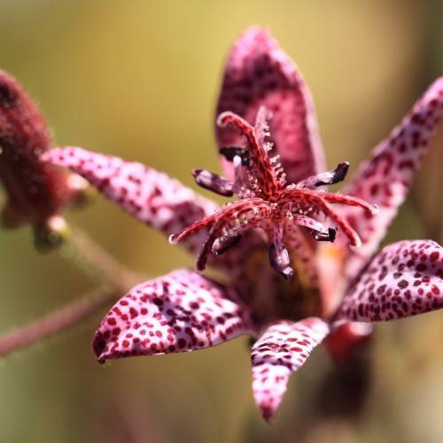 Pink-maroon flower with stigma. maroon buds and light-maroon stem.