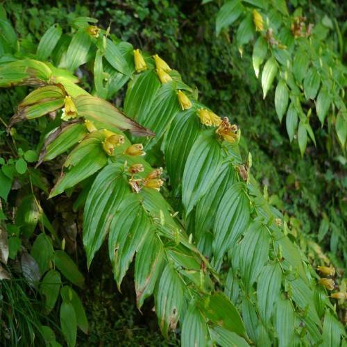 yellow flowers with green leaves and stems