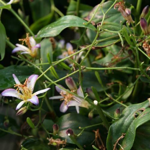 white-purple flowers with yellow-red stamens, burgundy buds, green stems and leaves