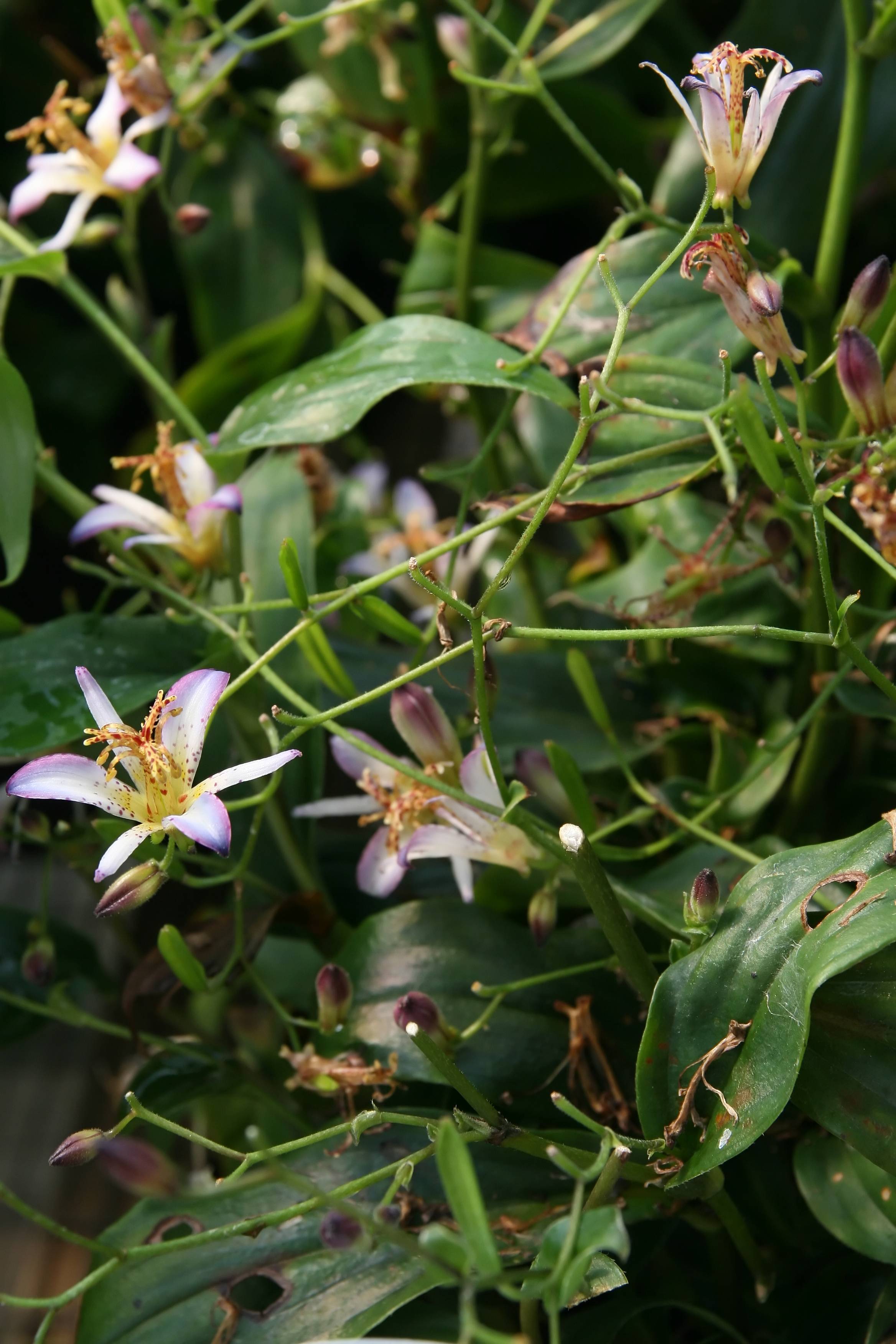 white-purple flowers with yellow-red stamens, burgundy buds, green stems and leaves