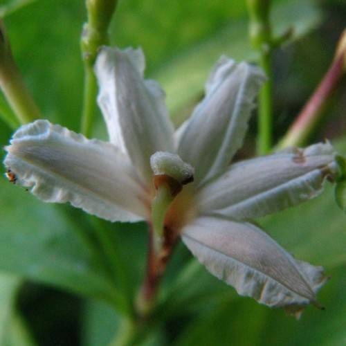 a cream-white flower with light-green leaves and pink-green stems