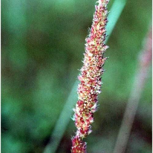 red-white spikelets