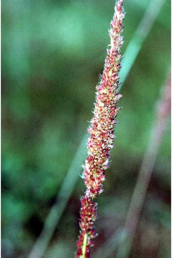red-white spikelets