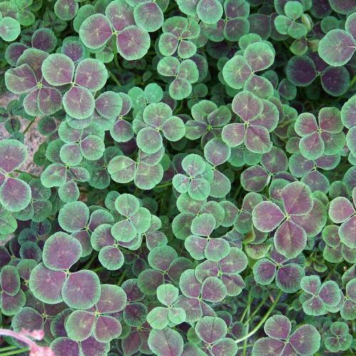 purple-green leaves with light-green stems