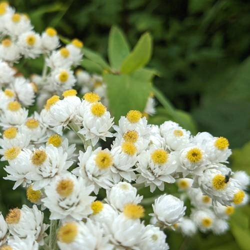 White-yellow flowers and green leaves.