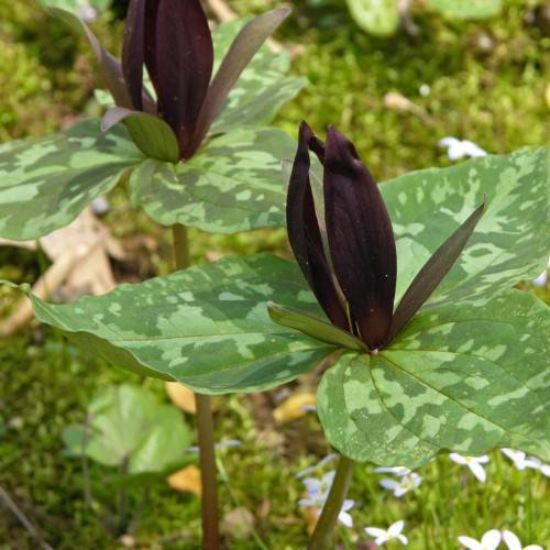 burgundy-green flowers with lime-green leaves and green-red stems