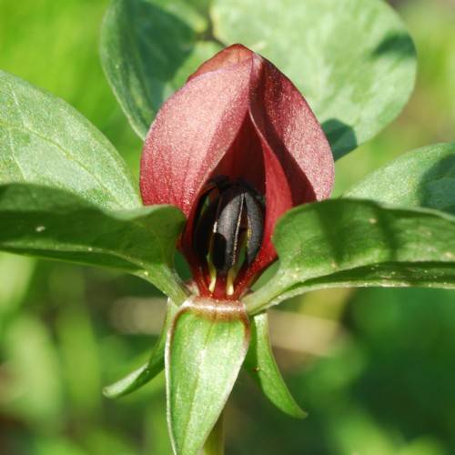 deep-red flower with black center, green leaves and stem