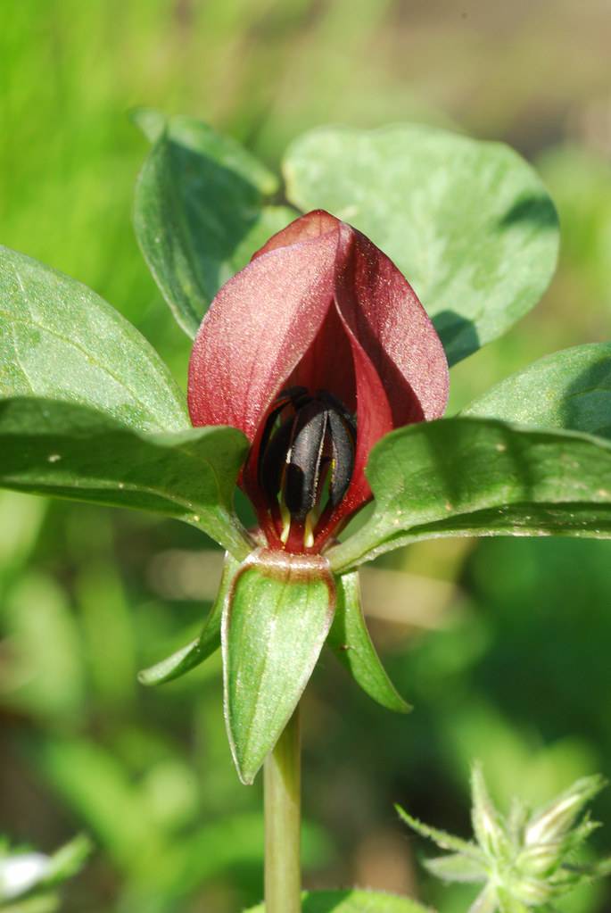 deep-red flower with black center, green leaves and stem