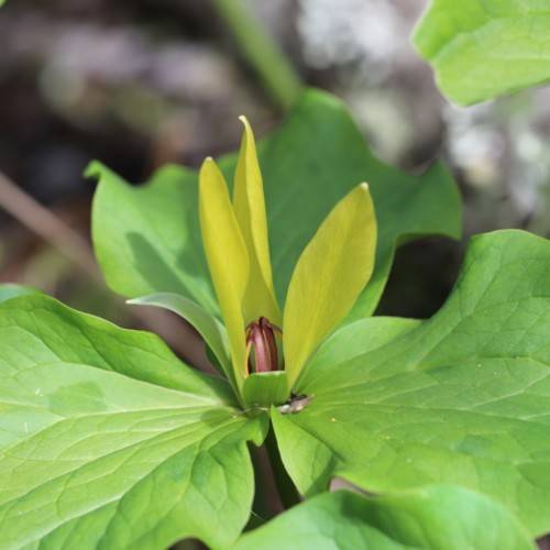 lime-green leaves and yellow flower with burgundy center