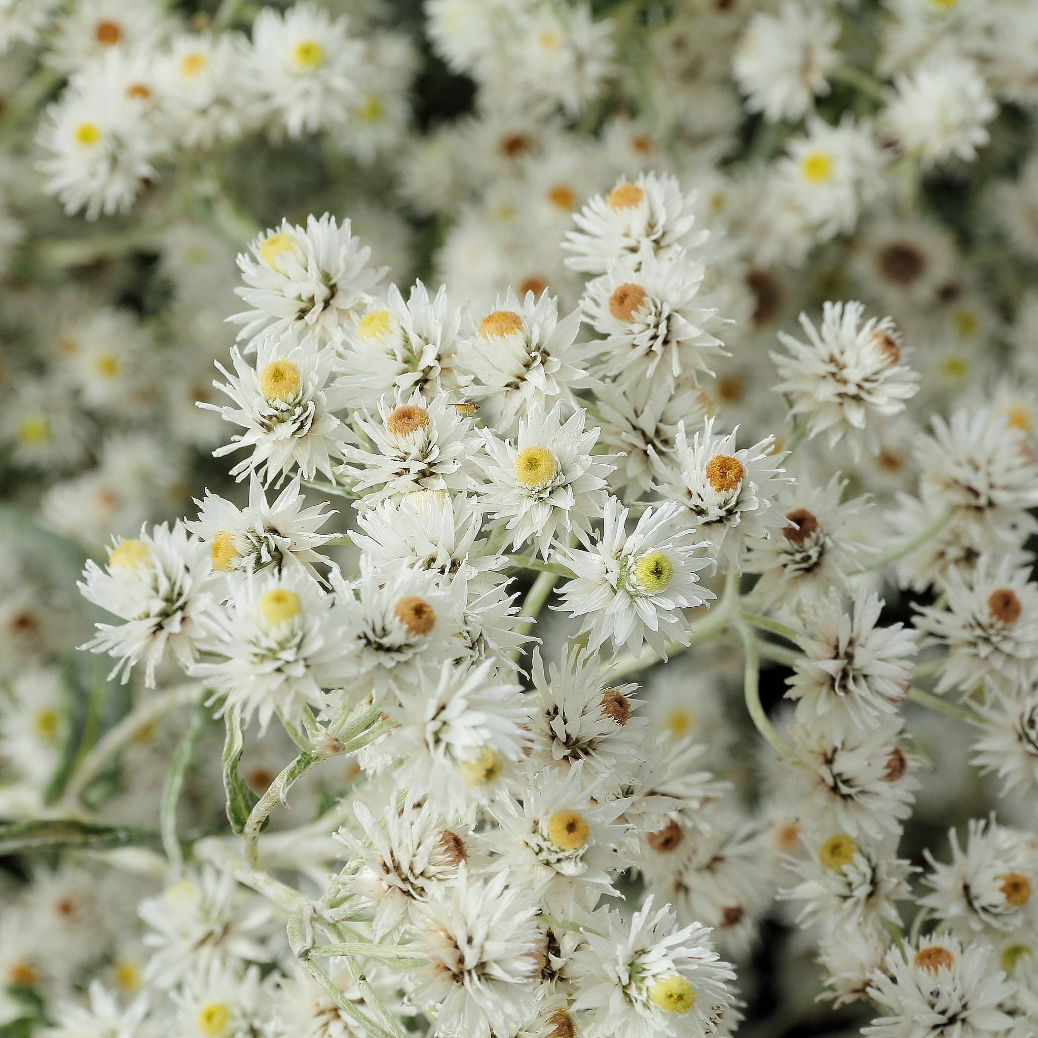 white flowers with yellow-orange center with white-green stems