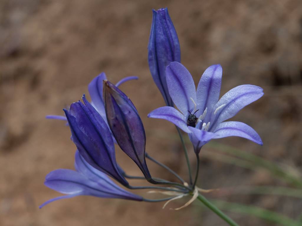 blue flowers and buds with green stems