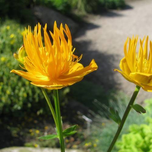 yellow-gold flowers with lime-green leaves and stems