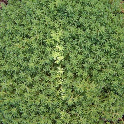 lime-green leaves and stems