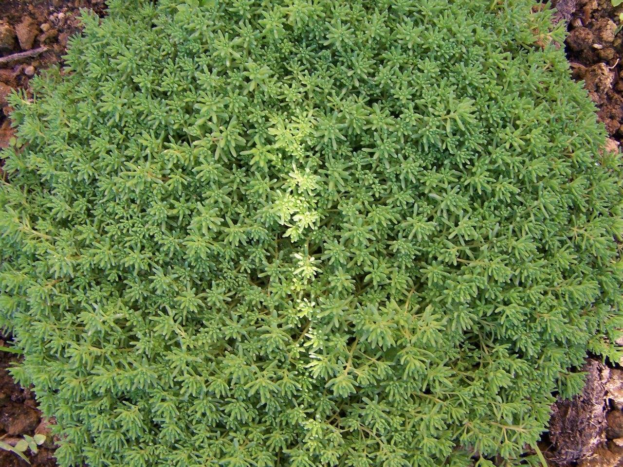 lime-green leaves and stems