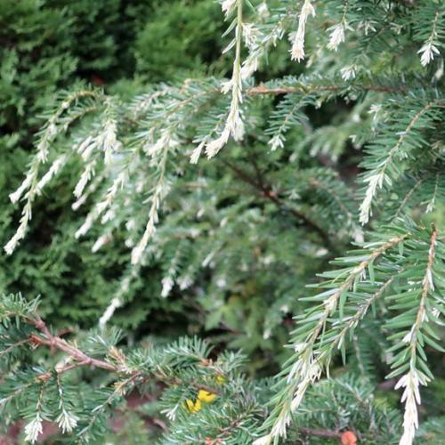 white-green foliage with brown stems
