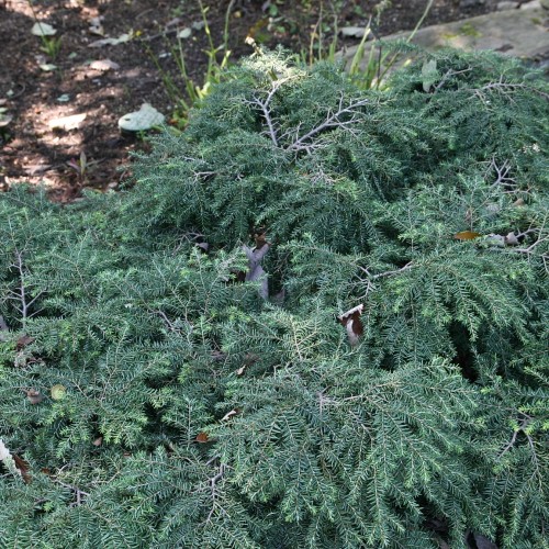 Dark-green leaves and silver stem.