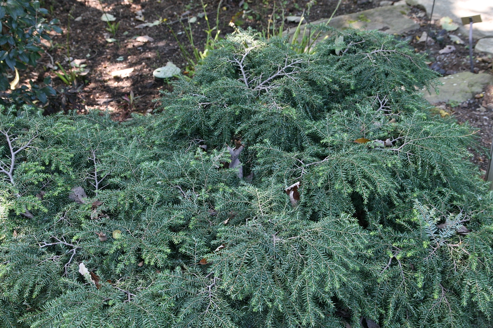 green foliage with gray stems