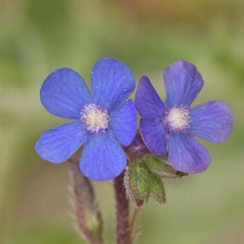 Bright blue flowers on maroon stems with tiny green leaves.