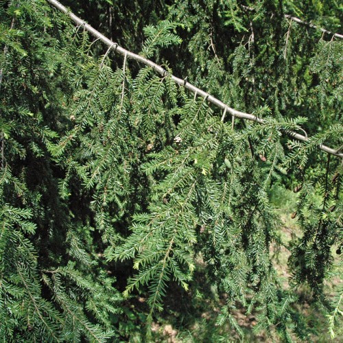 Dark-green leaves and light-brown stem and silver branches.