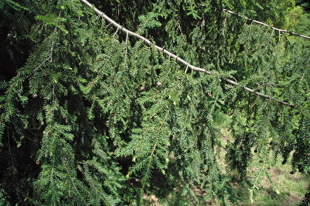 green foliage with light-gray branches