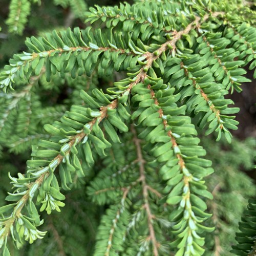 Green leaves with brown stem.
